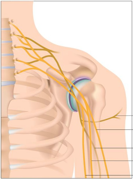 brachial plexus compression causes carpal tunnel symptoms