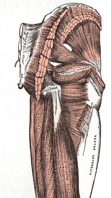 lateral rotators anatomy hip extensors