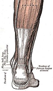 achilles tendon diagram anatomy